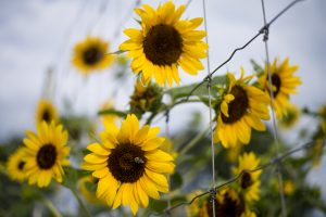 Thrive in the Midst of Change
