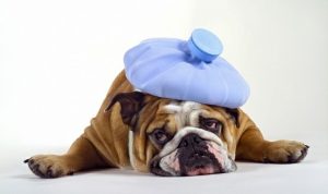 What’s Your Flu I.Q.?