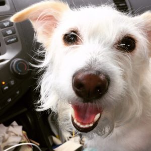 CAPS Cares: The Power of Pets in the Time of COVID-19